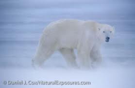 polar-bear-blocking-wind