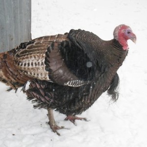 turkey-in-snow-small