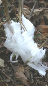 The frost flower arrangement I made a time lapse video of last night.