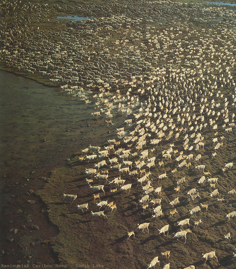 caribou-herd-anticyclone